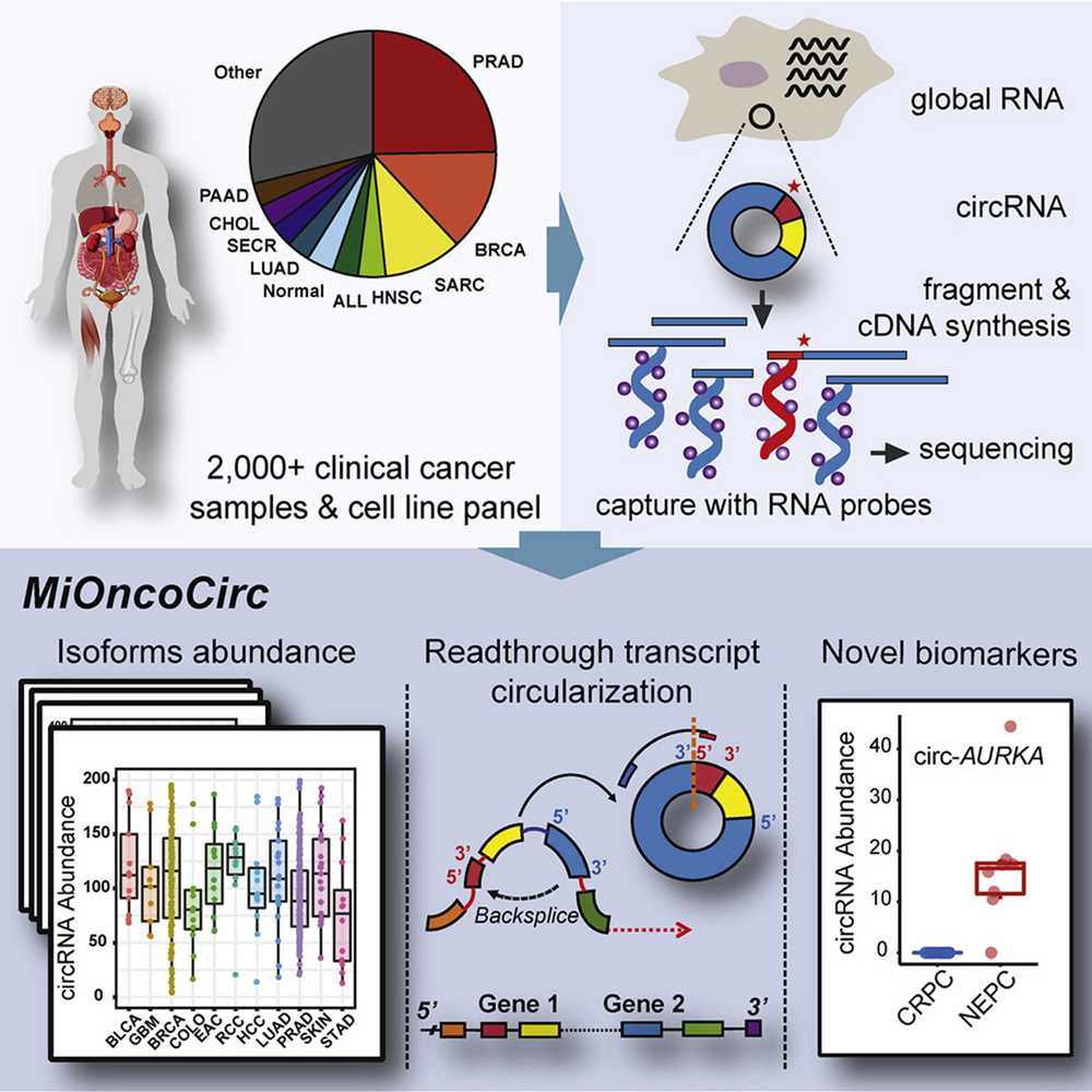 Researchers Team Up To Catalog The Landscape Of Circular RNA In Cancer ...